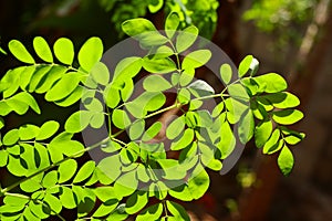 Organic Moringa leaves in sunlight ,