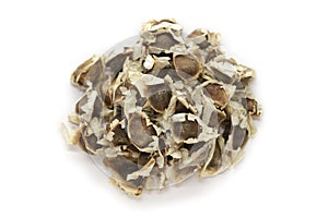 Organic Moringa (Moringa oleifera) seeds. photo