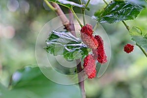 Organic Mulberry fruit tree and green leaves on tree