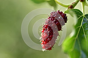 Organic Mulberry fruits with green leaves are isolated on an outfocus background.