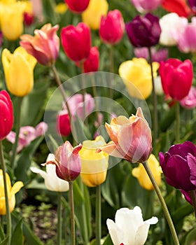 Organic Multi-Color Tulips