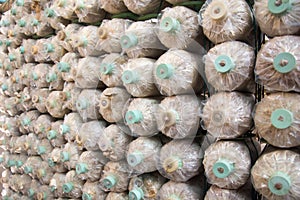 Organic mushroom farm,Mushrooms Growing In A Farm