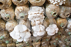 Organic mushroom farm,Mushrooms Growing In A Farm