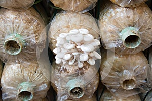 Organic mushroom farm,Mushrooms Growing In A Farm