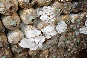 Organic mushroom farm,Mushrooms Growing In A Farm