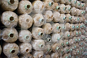 Organic mushroom farm,Mushrooms Growing In A Farm