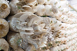 Organic mushroom growing