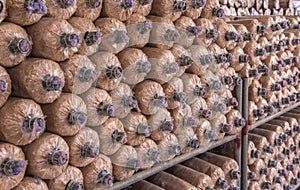 Organic mushroom growing in farm