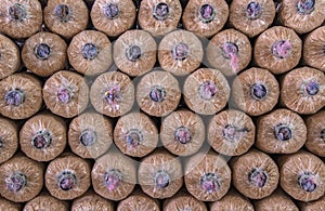 Organic mushroom growing in farm