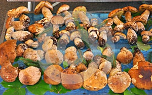 Organic mushroom market