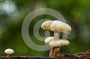 Organic mushrooms growing in a jungle