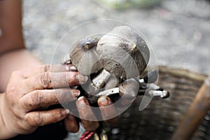 Organic mushrooms on the hands of hilltribes. In Sangkhla Buri, Kanchanaburi Thailand. Image of Termitomyces fuliginosus Heim Ter