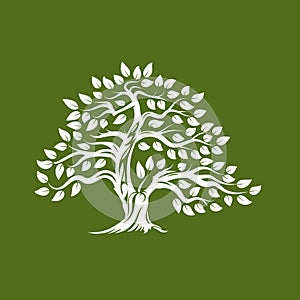 Organic natural and healthy olive tree silhouette logo isolated on green background.