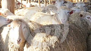 Organic and natural long-term farming sheeps and lambs in morning sunlight - new organic growing methods to alternative