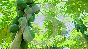 Organic natural papaya tree with sweet many papayas, papaya on tree with sunshine day.