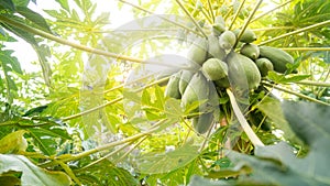 Organic natural papaya tree with sweet many papayas, papaya on tree with sunshine day.
