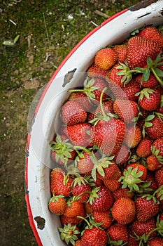 Organic Natural Red Strawberries, Strawberry in Enamel Pa