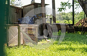 Organic natural red and white rustic chicken roaming the countryside. Chickens feed in a traditional barnyard. Close up of the