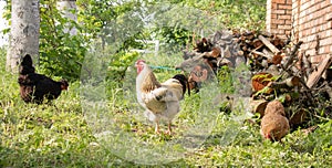 Organic natural red and white rustic chicken roaming the countryside. Chickens feed in a traditional barnyard. Close up of the