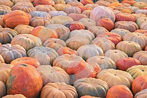 Organic natural ripe pumpkins. Symbol of harvest, Thanksgiving, Halloween. Rustic background.