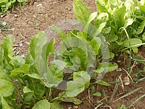 Organic and natural sugar beet photo