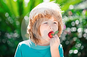 Organic nutrition. Kids pick fresh organic strawberry. Cute cheerful child eats strawberries. The schoolboy is eating