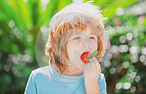 Organic nutrition. Kids pick fresh organic strawberry. Cute cheerful child eats strawberries. The schoolboy is eating