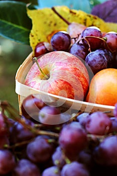 Fall fruits Autumn apples grapes harvest. Food, Health.