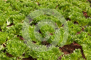 Organic oak leaf lettuce salad vegetable in plantation