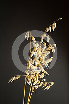 Organic oat ear of grain isolated on isolating black background, vertical