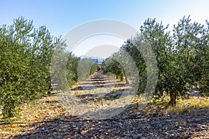 Organic olive tree groves in the highlands of Antalya.