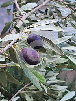 Organic olives of the kalamon kind just harvested