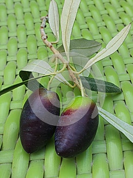 Organic olives of the kalamon kind just harvested in Cyprus