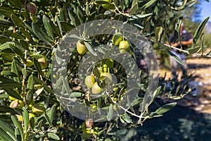 Organic olives waiting to mature in the olive garden of a village.