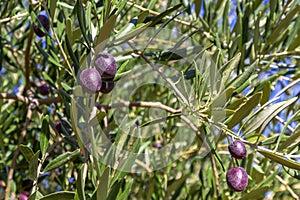 Organic olives waiting to mature in the olive garden of a village in Antalya.