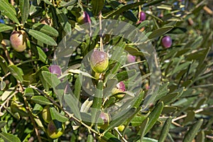 Organic olives waiting to mature in the olive garden of a village in Antalya.