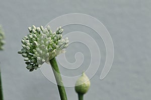 Organic Onion flower Allium cepa bloomingin a garden with green background