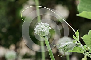 A Organic Onion flower and a green creeper