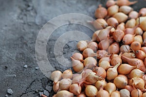 Organic onions for planting