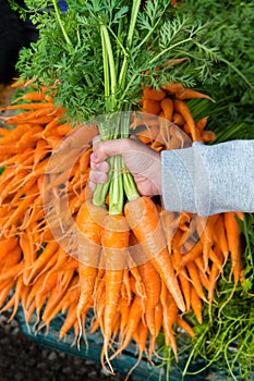 Organic orange carrot lays on table for sales to tourist in local market