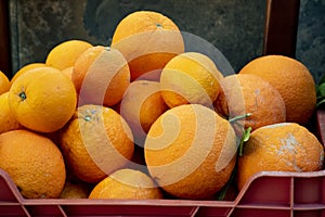 Organic orange fruits organic farming