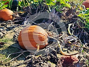 Organic orange pumkins in field with leaves, fall season farming in countryside. Country life.