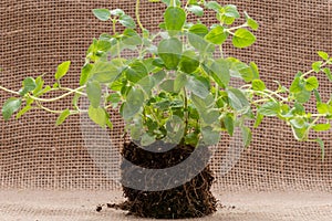 Organic Oregano Plant with roots in fertilized soil isolated on natural burlap. Origanum vulgare. Mint Family Lamiacea