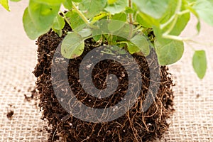 Organic Oregano Plant with roots in fertilized soil isolated on natural burlap. Origanum vulgare. Mint Family Lamiacea