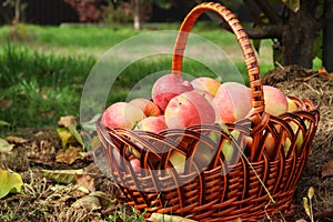 Organic Organic Apples in the Basket. Orchard. Garden. Harvested red apples in a basket