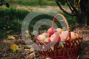 Organic Organic Apples in the Basket. Orchard. Garden. Harvested red apples in a basket