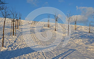 Organic organic fruit orchard in the countryside serves all people. a municipal meadow planted with old fruit trees anchored to st