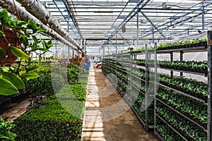 Organic ornamental plants cultivation nursery farm. Large modern hothouse or greenhouse, farming growing seedings production