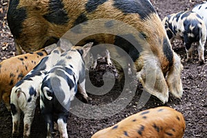 Organic Oxford Sandy And Black Rare Breed Mother Pig Feeding With Piglets On Farm