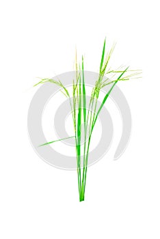 Organic paddy rice on white background